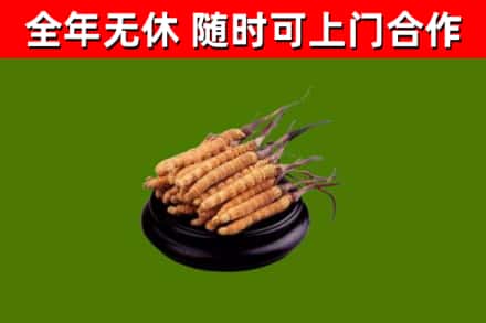 天峻烟酒回收冬虫夏草.jpg