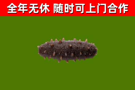 天峻烟酒回收干海参.jpg